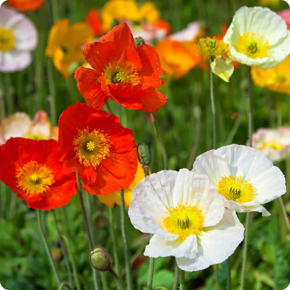 Wildflower Meadow Kit
