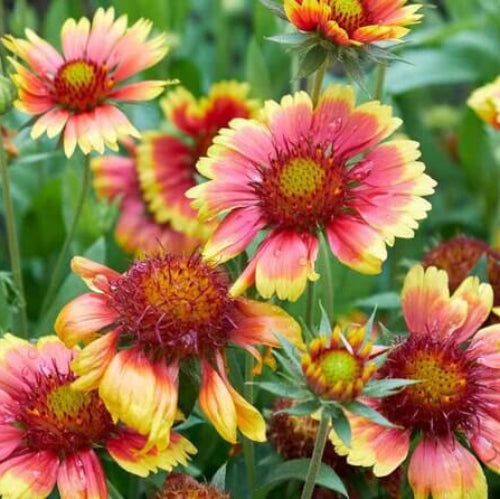 Wildflower Meadow Kit