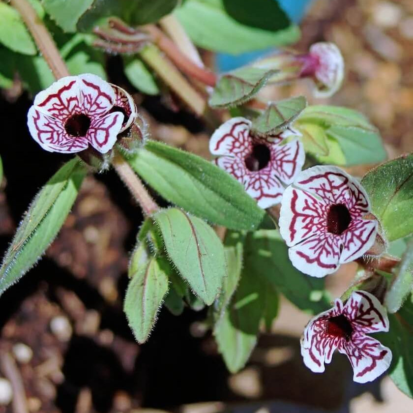 Wildflower Mimulus Pictus Seeds