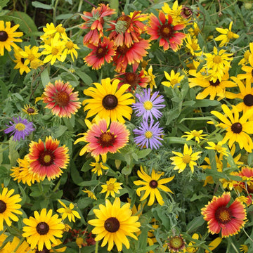 Wildflower Mix Seeds - Assorted