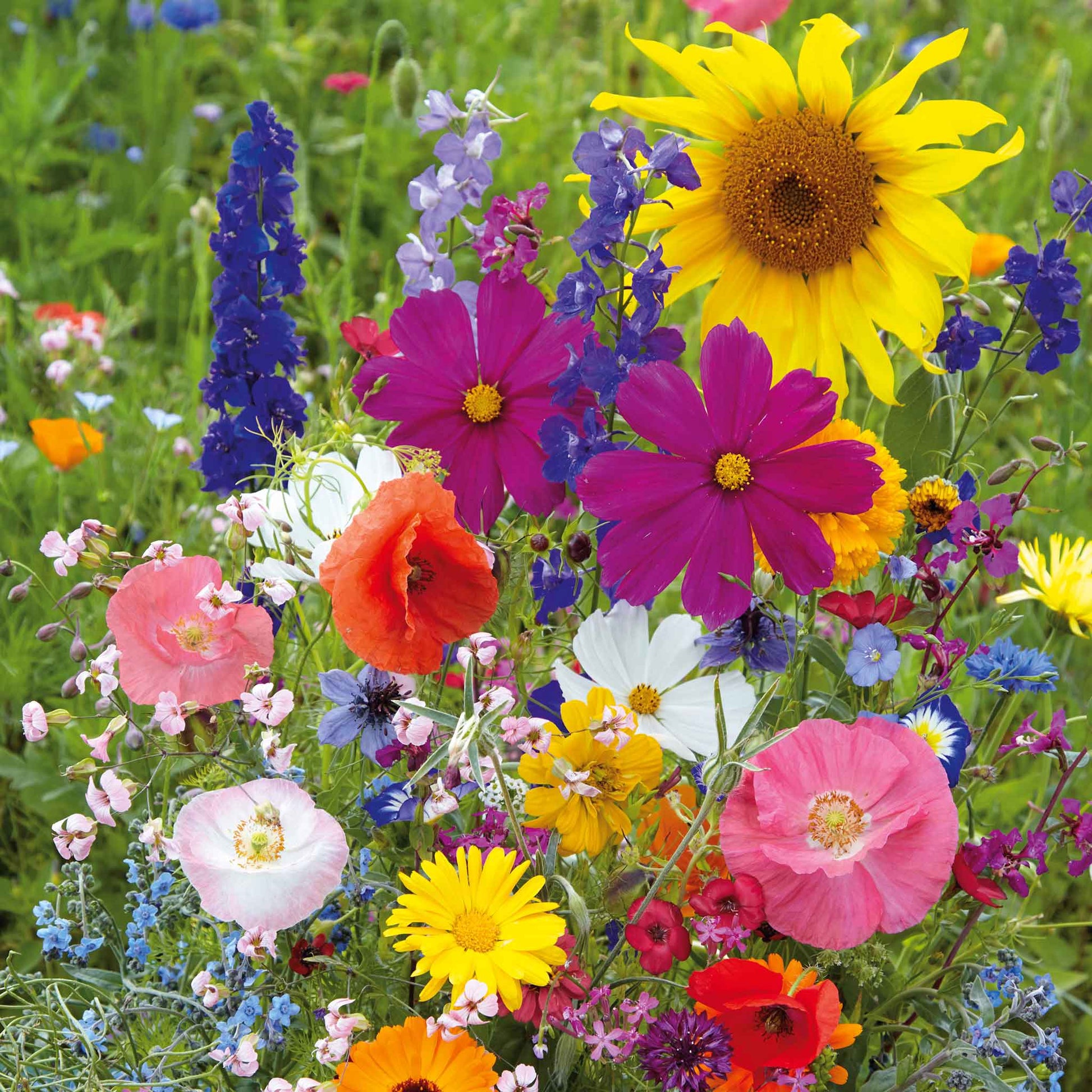 Wildflower Mix Seeds - Assorted