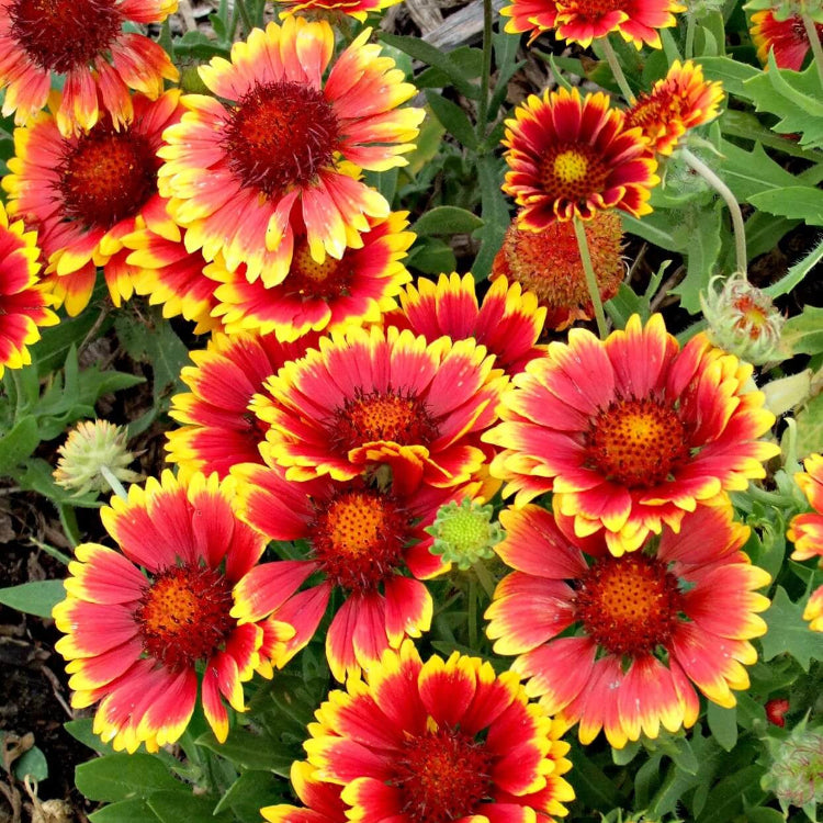 Wildflower Mix Aristata Seeds 