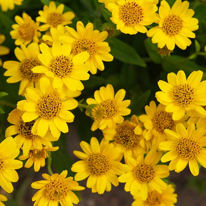 Wildflower Mix Arnica Montana Seeds