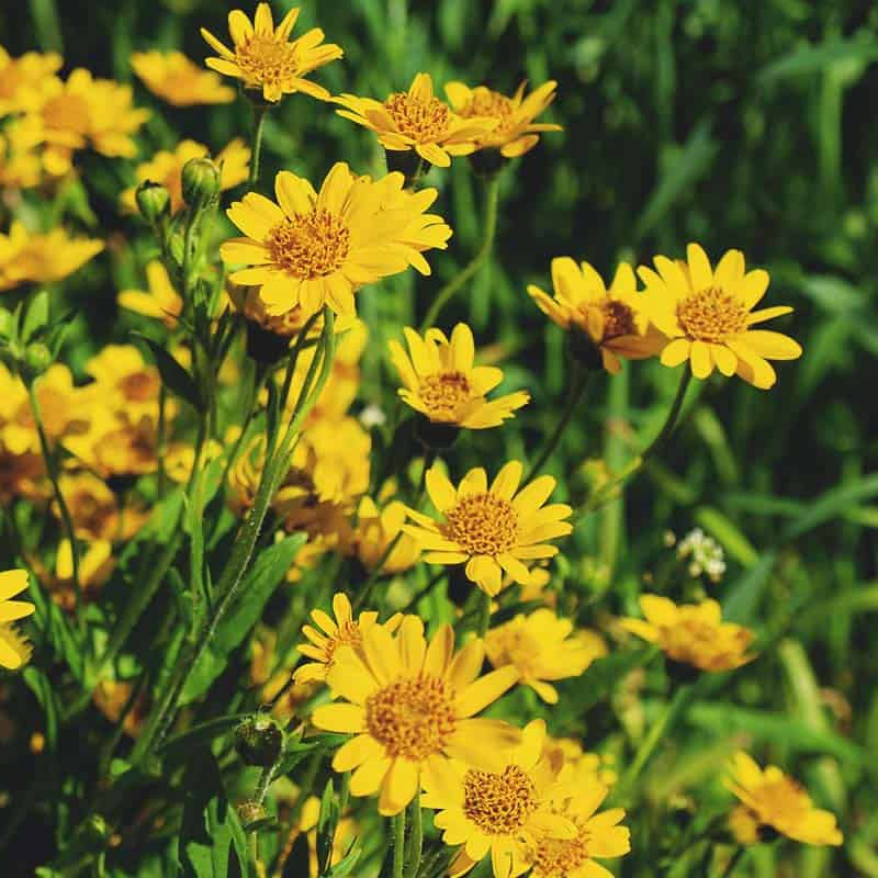 Wildflower Mix Arnica Montana Seeds