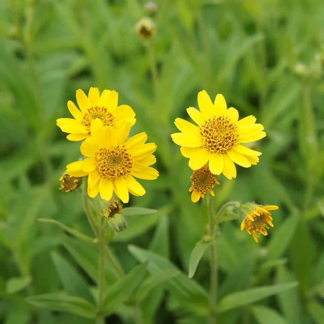 Wildflower Mix Arnica Montana Seeds