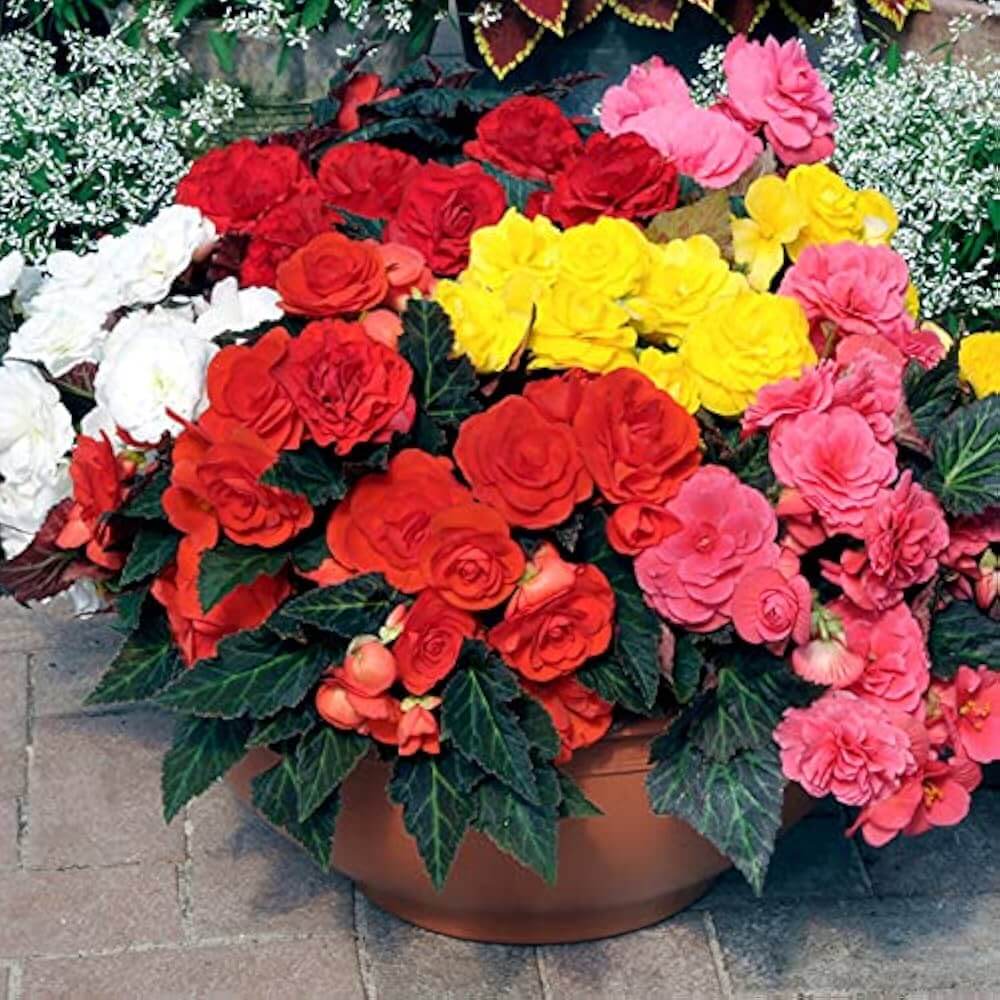 Wildflower Mix Begonia Seeds 
