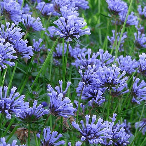 Wildflower Mix Blue Woodruff Seeds