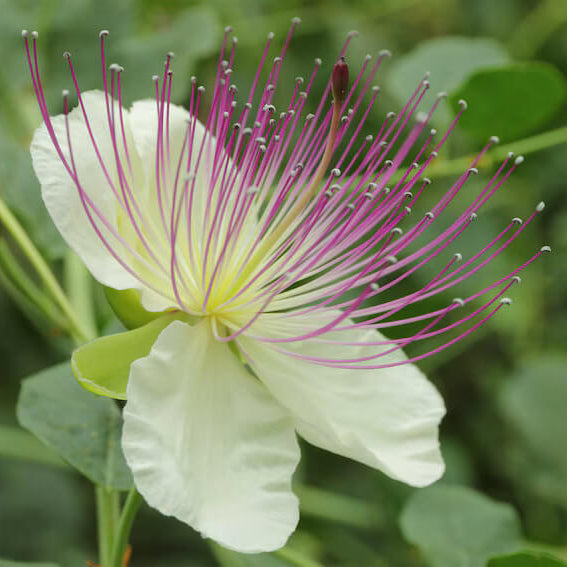 Wildflower Mix Capparis Spinosa Seeds 