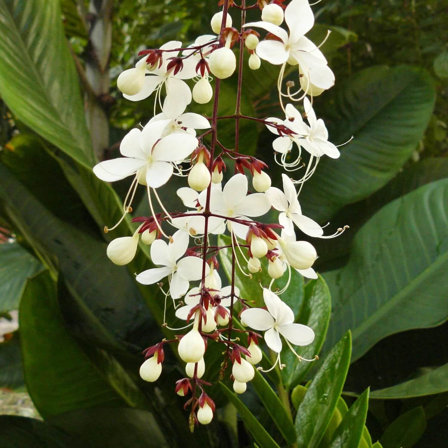 Wildflower Mix Clerodendrum Seeds
