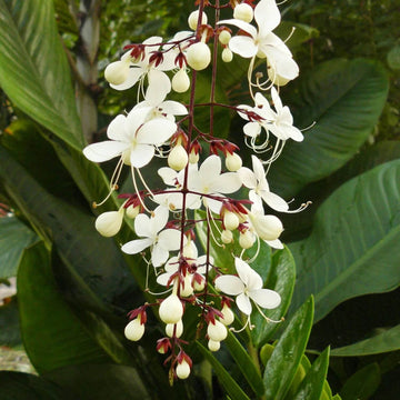 Wildflower Mix Clerodendrum Seeds
