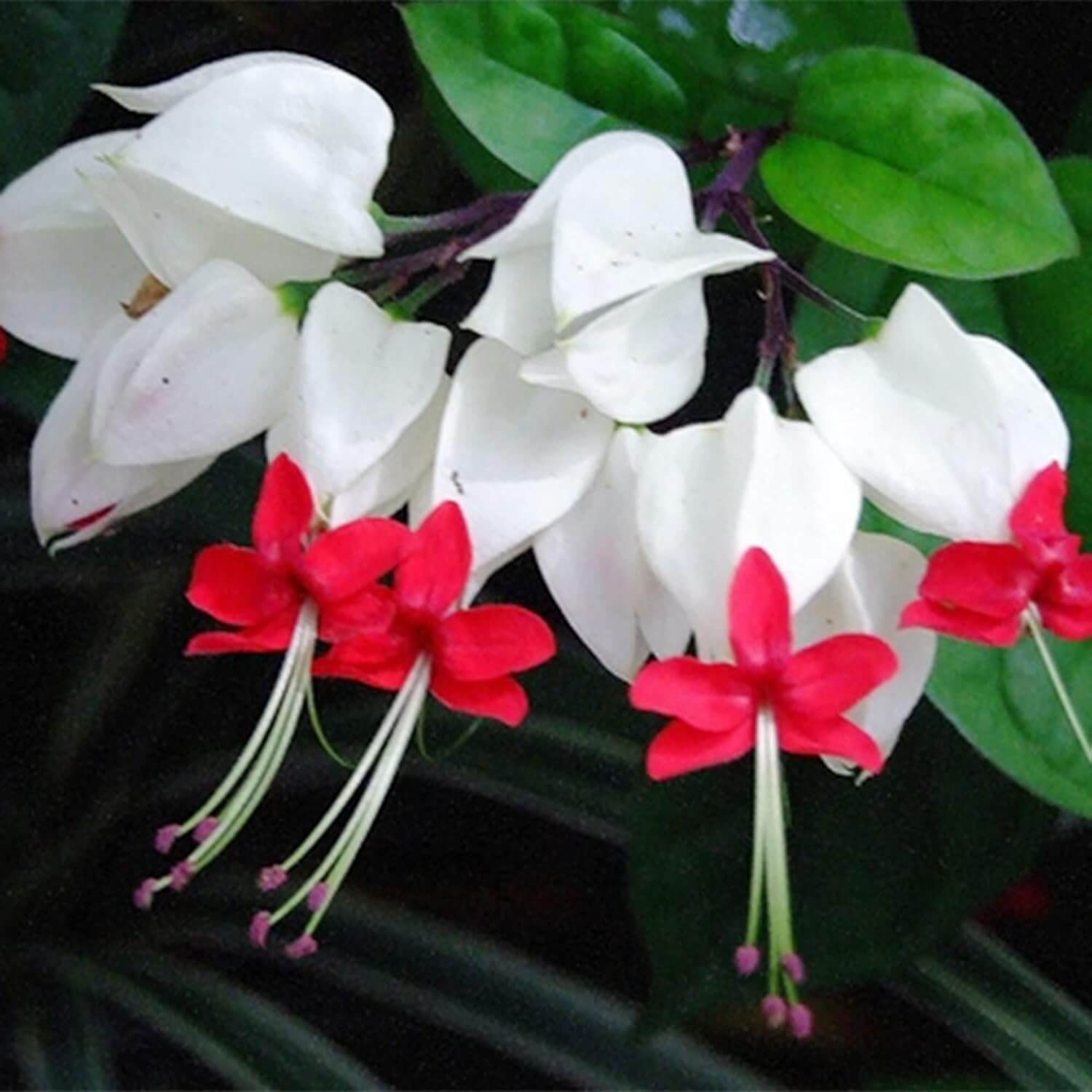 Wildflower Mix Clerodendrum Seeds
