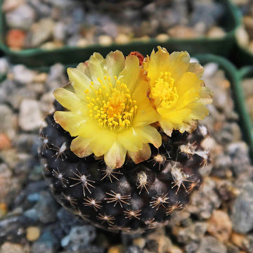 Wildflower Mix Copiapoa Seeds