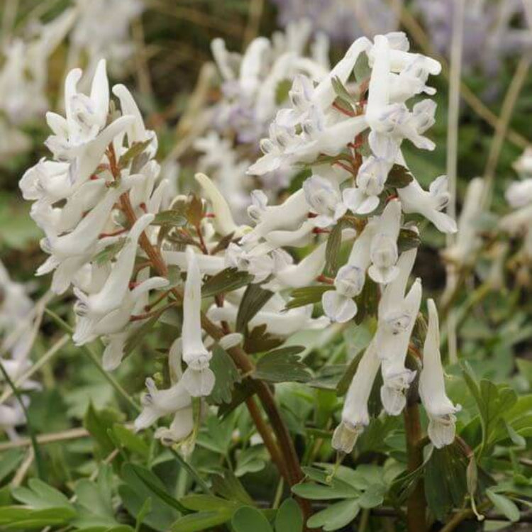 Wildflower Mix Corydalis Solida Seeds 