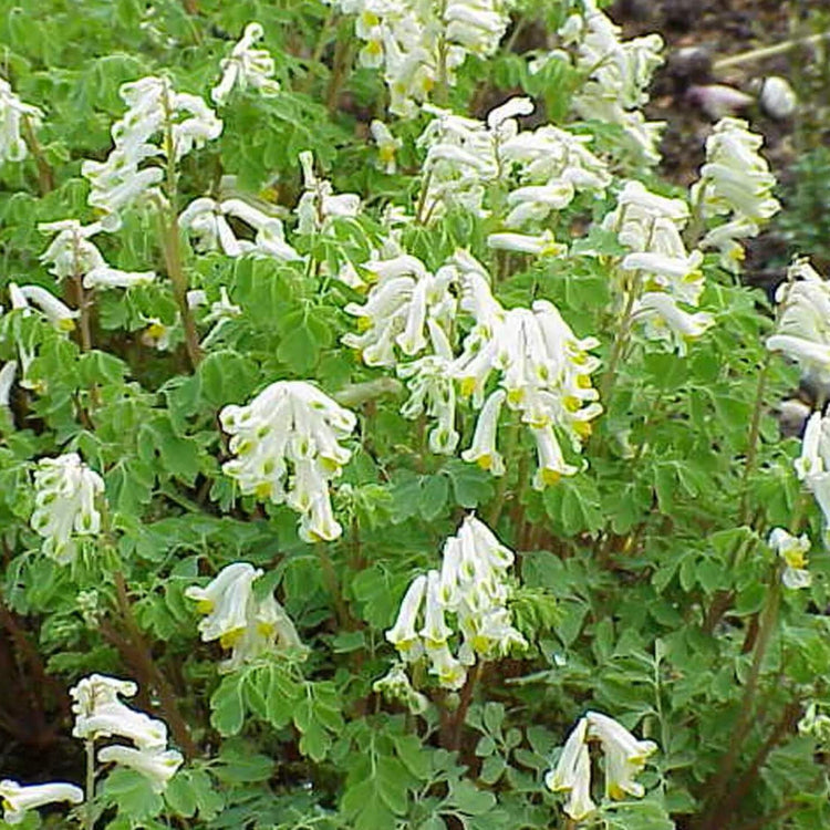 Wildflower Mix Corydalis Solida Seeds 