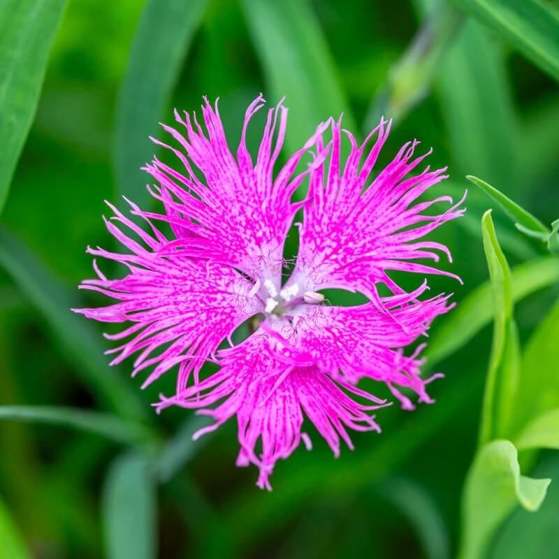 Wildflower Mix Dianthus Superbus Seeds 