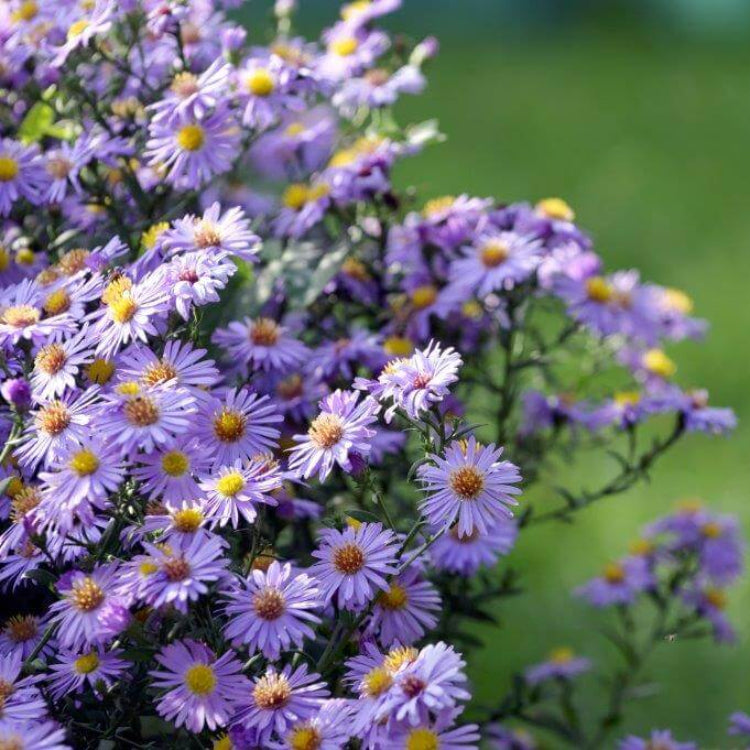 Wildflower Mix Fothergills Flower Seeds 