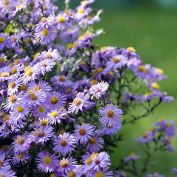 Wildflower Mix Fothergills Flower Seeds 