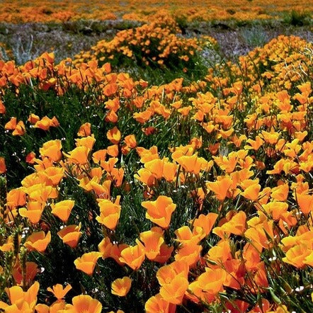 Wildflower Mix Heirloom Cali flower Seeds