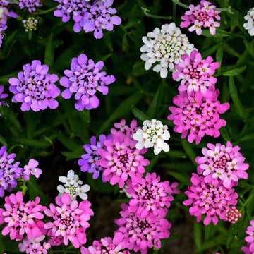 Wildflower Mix Heirloom Candytuft Seeds