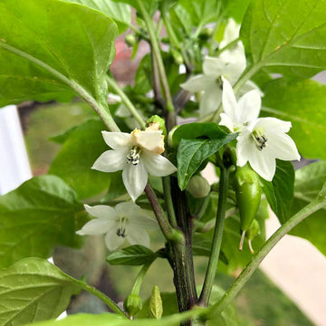 Wildflower Mix Jalapeno Flower Seeds