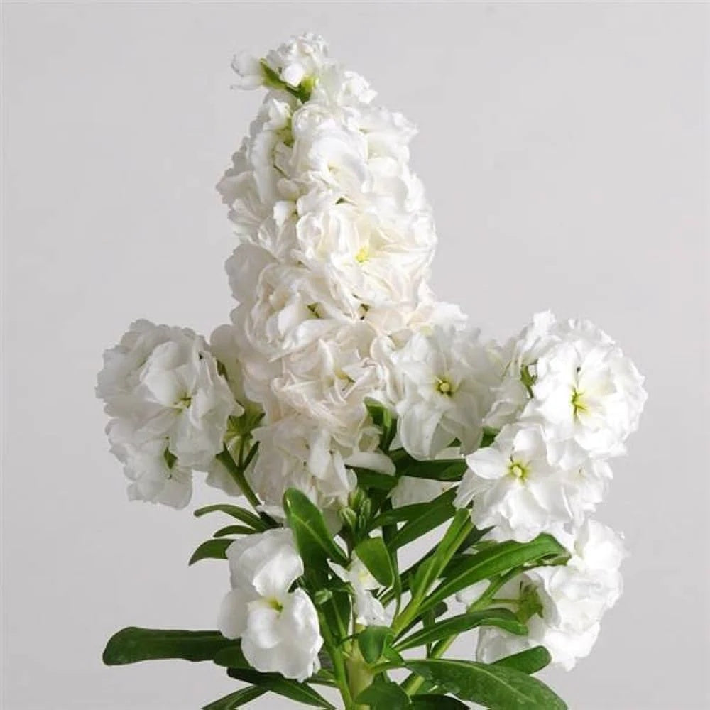 Wildflower Mix Jalapeno Flower Seeds