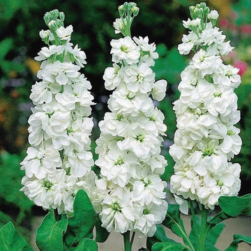 Wildflower Mix Jalapeno Flower Seeds