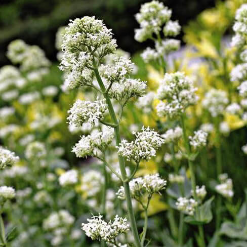 Wildflower Mix Jupiter's Beard Seeds