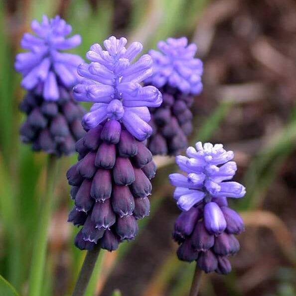 Wildflower Mix Latifolium Seeds 