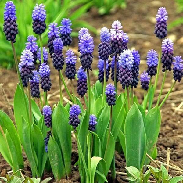 Wildflower Mix Latifolium Seeds 