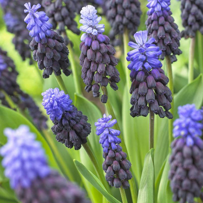 Wildflower Mix Latifolium Seeds 