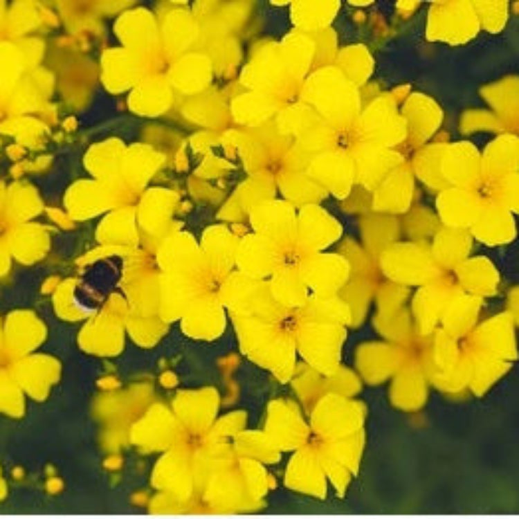 Wildflower Mix Linum Flavum Seeds 