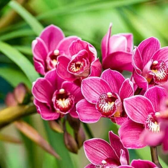 Wildflower Mix Milii  Seeds