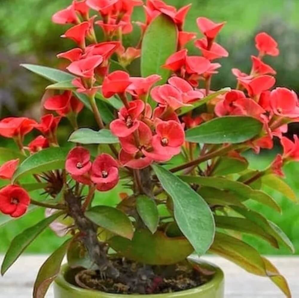 Wildflower Mix Milii  Seeds