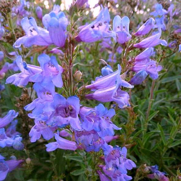 Wildflower Mix Penstemon Heterophyllus Seeds 
