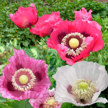 Wildflower Mix Pepperbox Flower Seeds