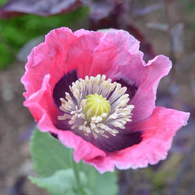 Wildflower Mix Pepperbox Flower Seeds