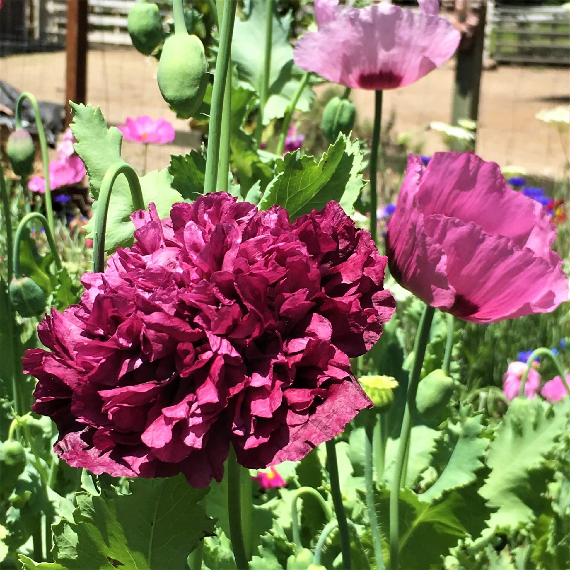 Wildflower Mix Pepperbox Flower Seeds
