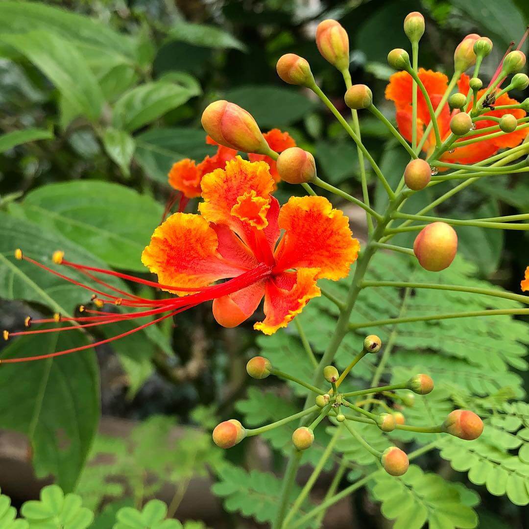 Wildflower Mix Phoenix Seeds