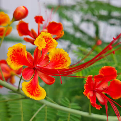 Wildflower Mix Phoenix Seeds