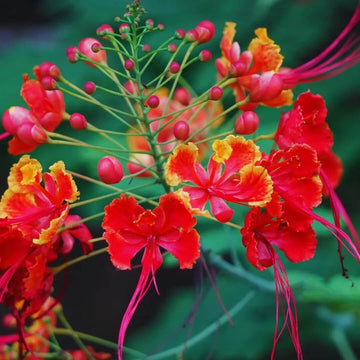 Wildflower Mix Phoenix Seeds