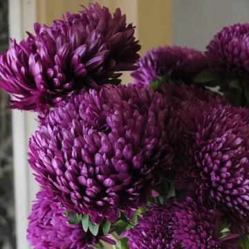 Wildflower Mix Purple China Aster Seeds