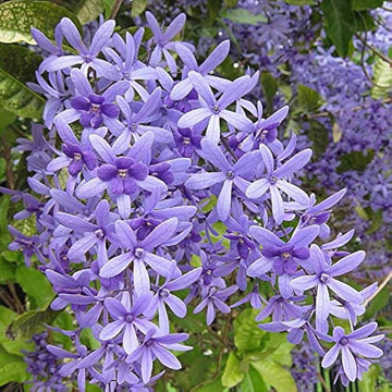 Wildflower Mix Purple Ivy Flower Seeds
