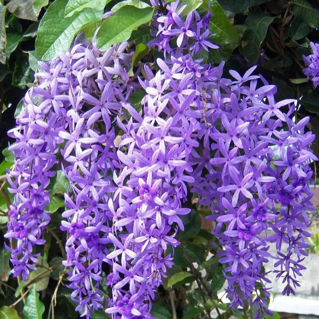Wildflower Mix Purple Ivy Flower Seeds