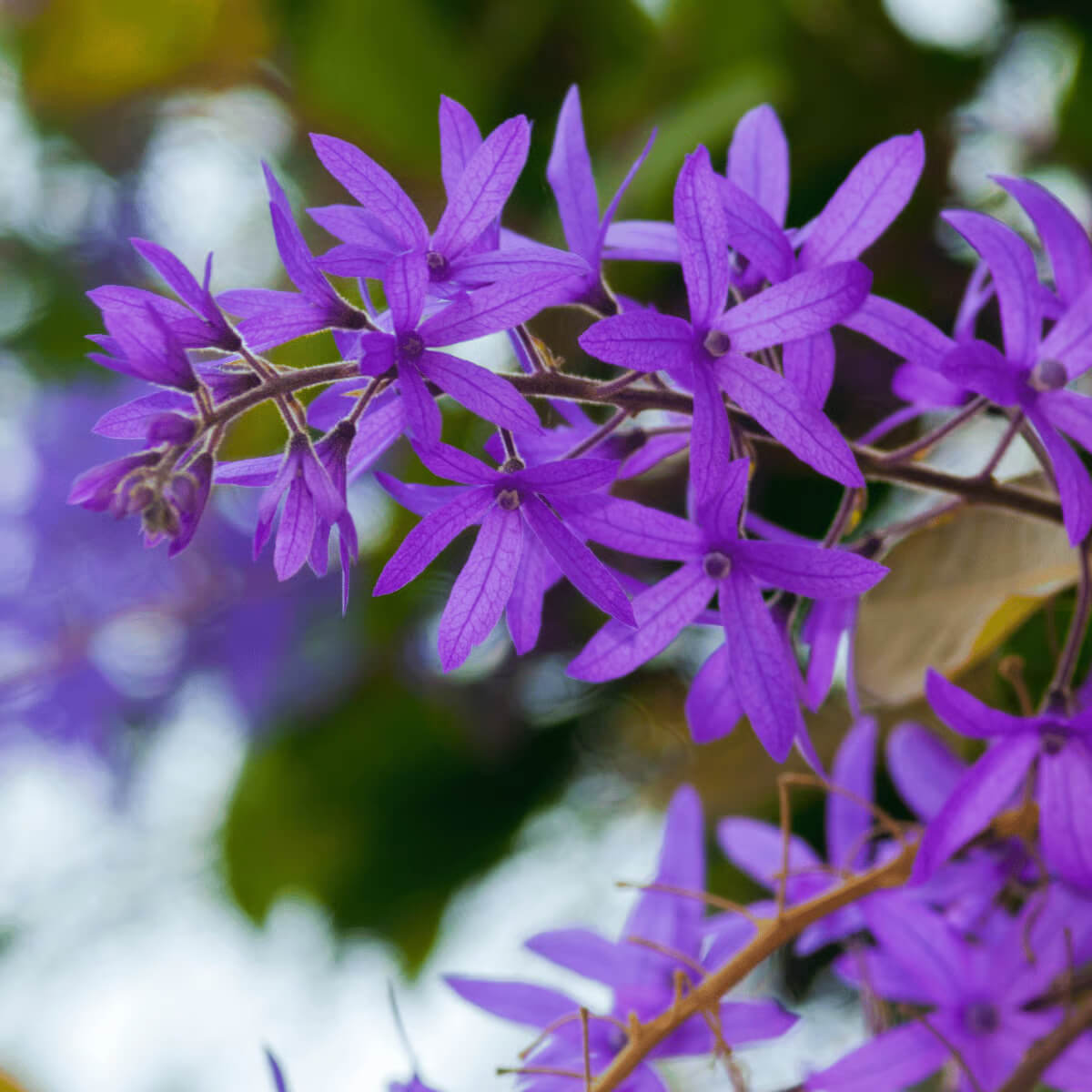 Wildflower Mix Purple Ivy Flower Seeds