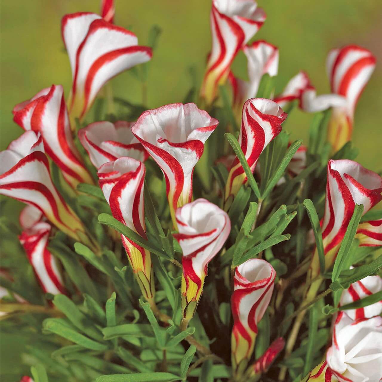 Wildflower Mix Red White Candy Cane  Seeds 