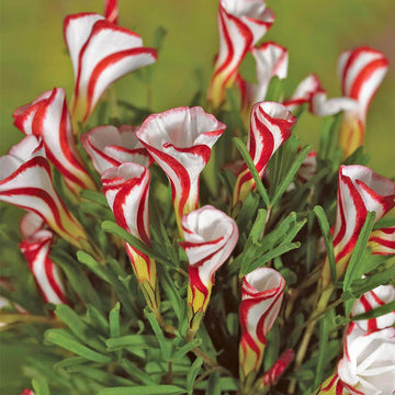 Wildflower Mix Red White Candy Cane  Seeds 