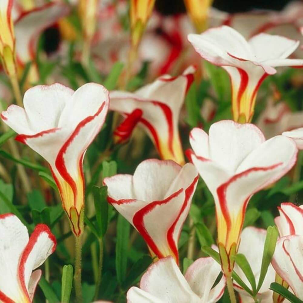 Wildflower Mix Red White Candy Cane  Seeds 