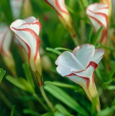Wildflower Mix Red White Candy Cane  Seeds 