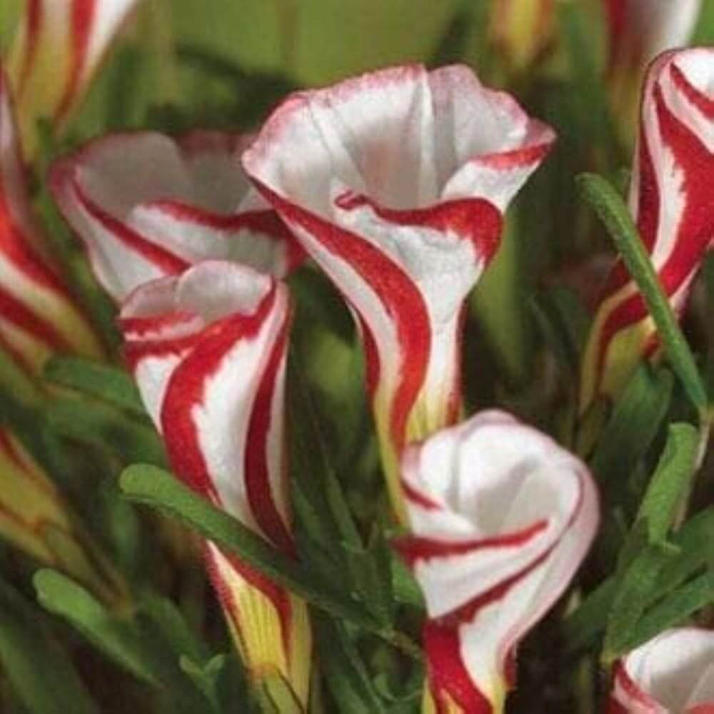 Wildflower Mix Red White Candy Cane  Seeds 