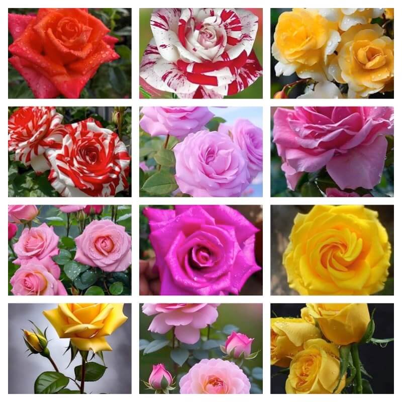Wildflower Mix Rose Seeds 